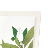 White magnolia (Pack of 2 prints)