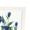 Bluebell flower (Pack of 2 prints)