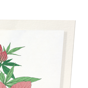 Hibiscus (Pack of 2 prints)