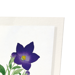 Purple bell flower (Pack of 2 prints)