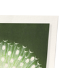 White peacock (Pack of 2 prints)