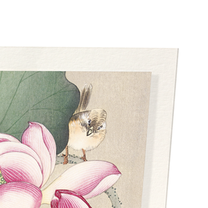 Songbird and lotus (Pack of 2 prints)