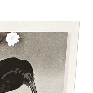 Crow with cherry blossom (Pack of 2 prints)