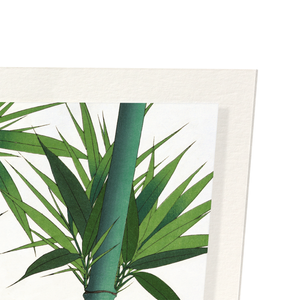 Bamboo No.2 (Pack of 2 prints)