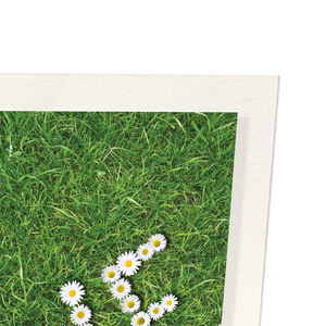 Daisy of love (Pack of 2 prints)